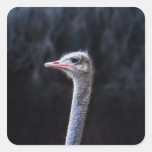 Ostrich Photography Square Sticker
