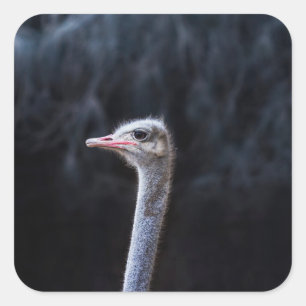 Ostrich Photography Square Sticker