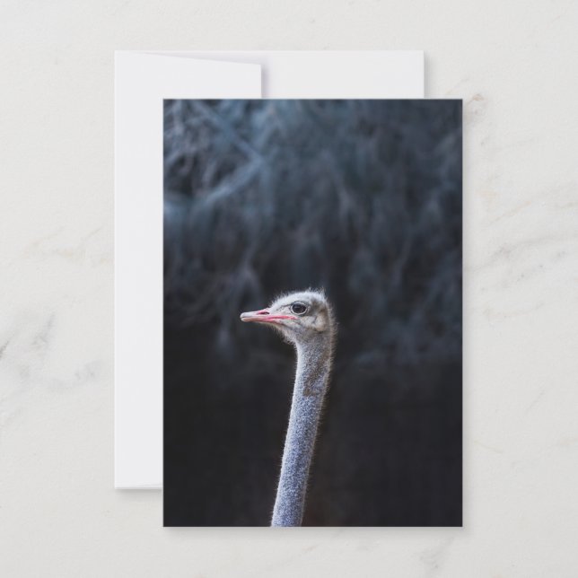 Ostrich Photography Thank You Card (Front)
