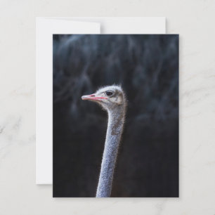 Ostrich Photography Thank You Card