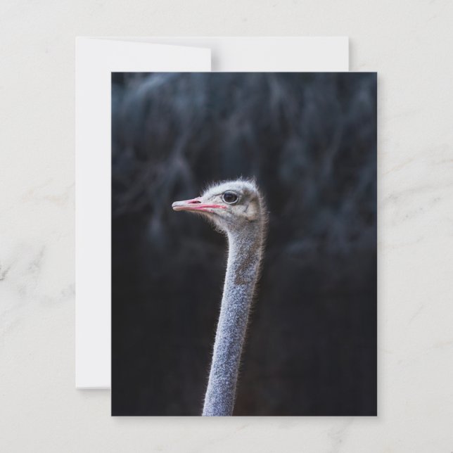Ostrich Photography Thank You Card (Front)
