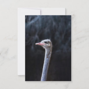 Ostrich Photography Thank You Card