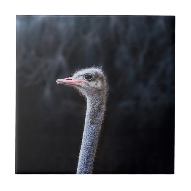 Ostrich Photography Tile (Front)