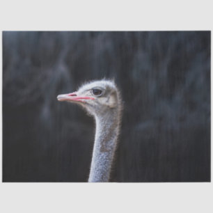 Ostrich Photography Tissue Paper