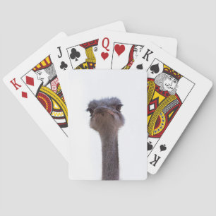 ostrich playing cards