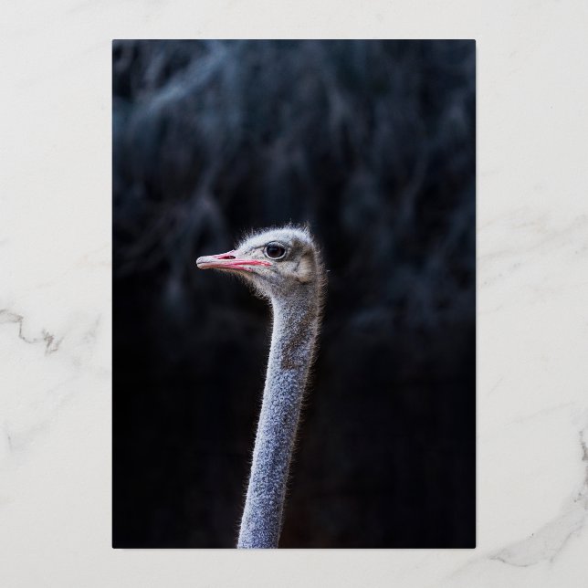 ostrich portrait   (Front)
