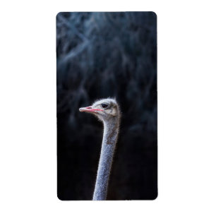 ostrich portrait