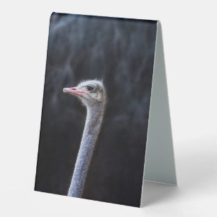 ostrich portrait