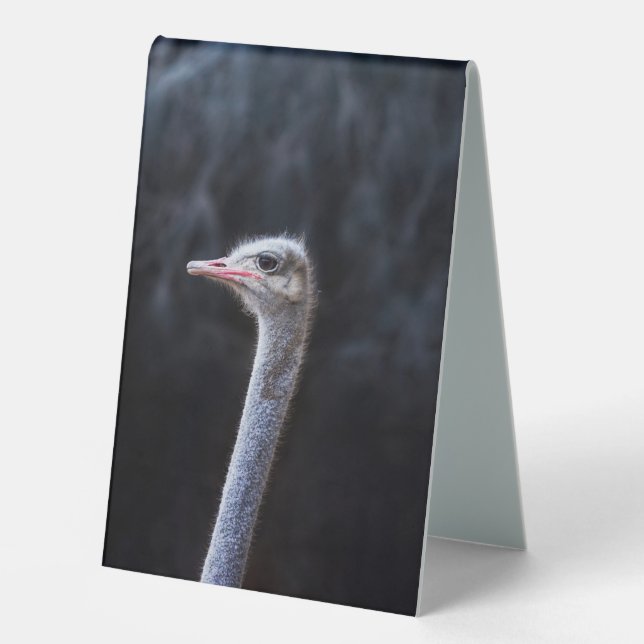 ostrich portrait  (Front)