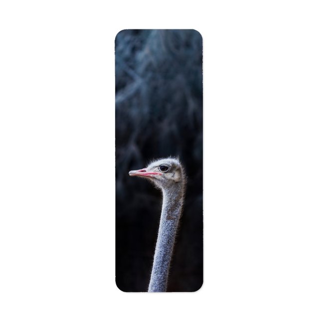 ostrich portrait    (Front)