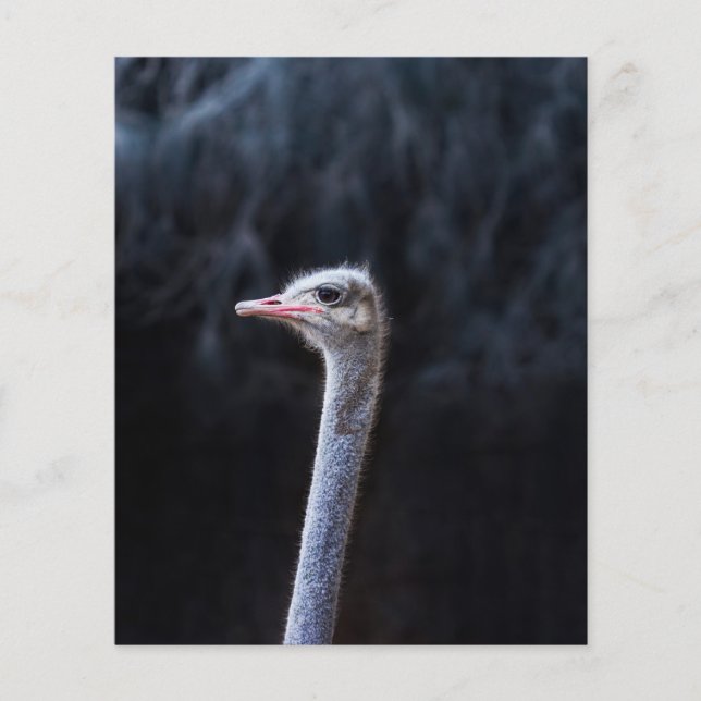 ostrich portrait    (Front)