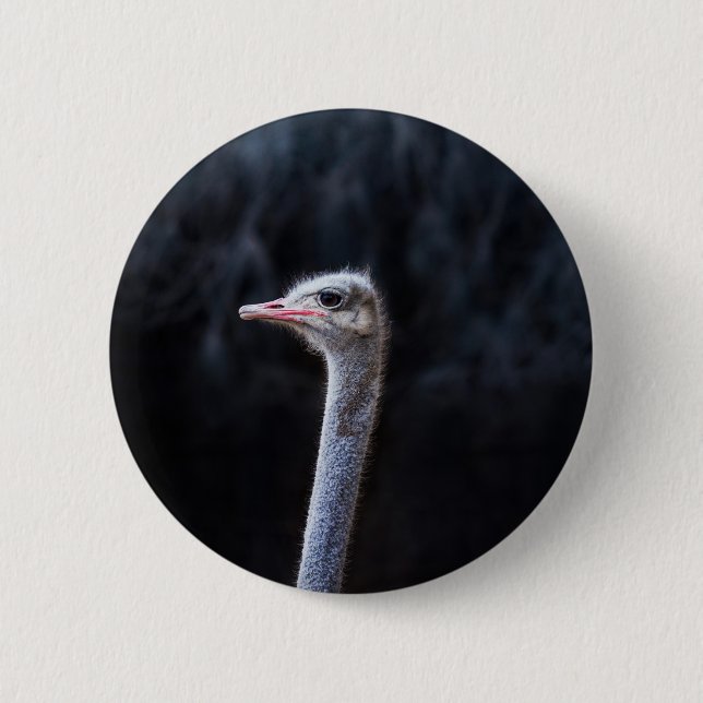 ostrich portrait   6 cm round badge (Front)