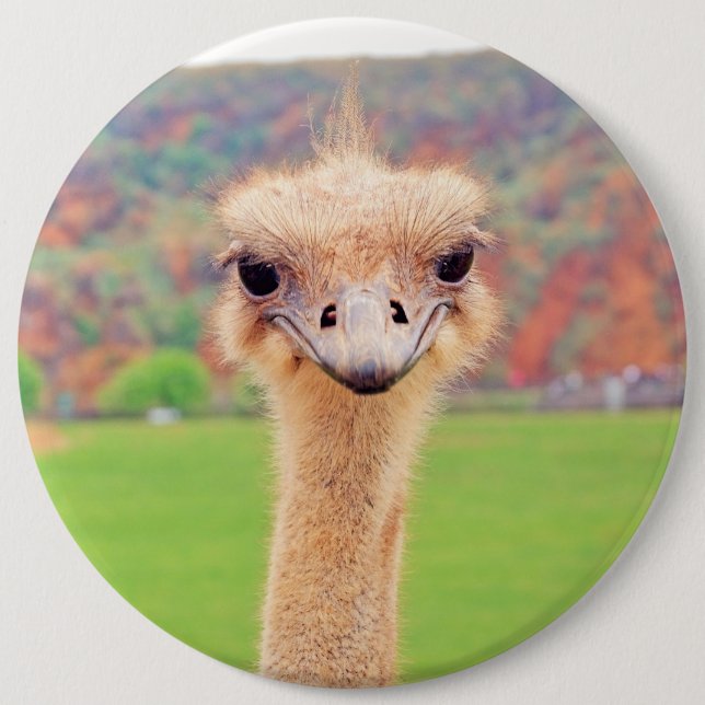 Ostrich portrait 6 cm round badge (Front)