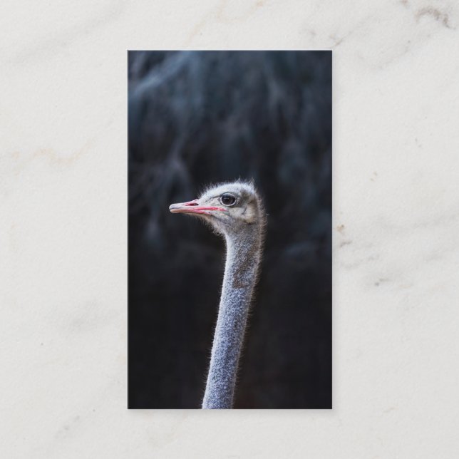 ostrich portrait  business card (Front)