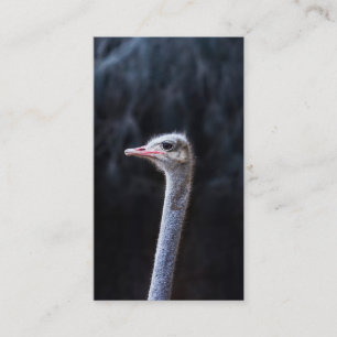 ostrich portrait calling card