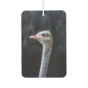ostrich portrait car air freshener