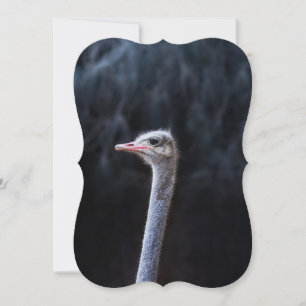 ostrich portrait card