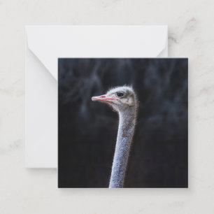 ostrich portrait     card
