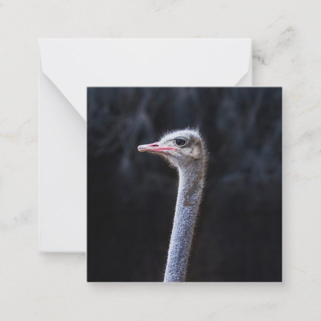 ostrich portrait     card (Front)