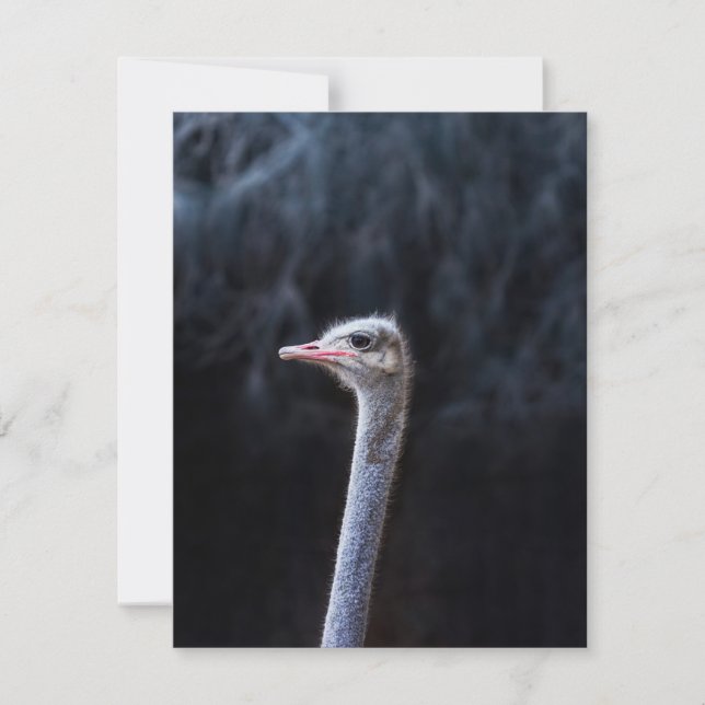 ostrich portrait    card (Front)