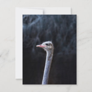 ostrich portrait    card
