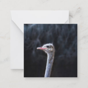 ostrich portrait     card