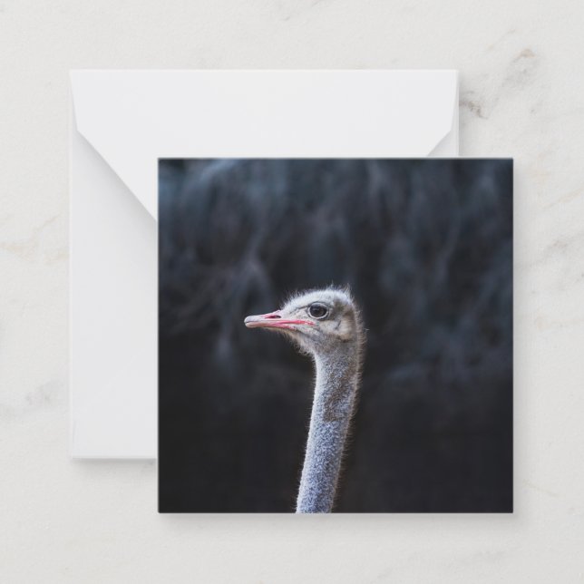 ostrich portrait     card (Front)