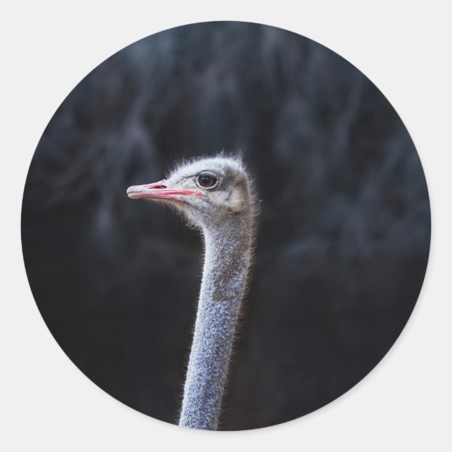 ostrich portrait   classic round sticker (Front)