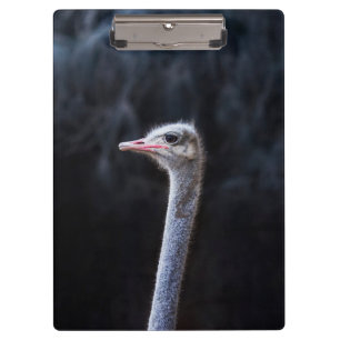 ostrich portrait     clipboard