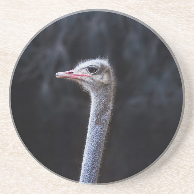 ostrich portrait     coaster (Front)
