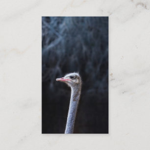 ostrich portrait discount card