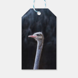 ostrich portrait gift tags
