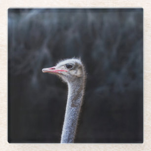 ostrich portrait     glass coaster