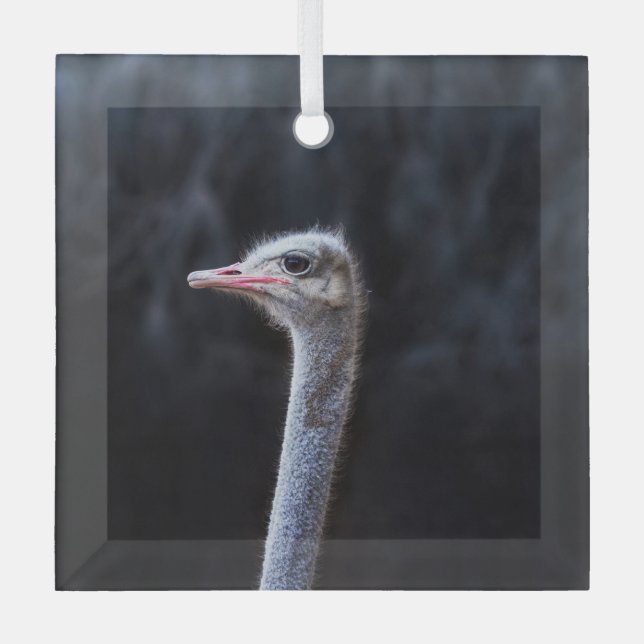 ostrich portrait    glass tree decoration (Front)