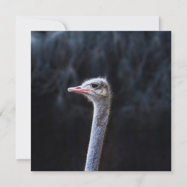 ostrich portrait    holiday card (Front)