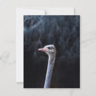 ostrich portrait holiday card
