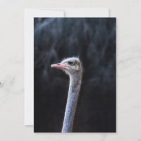 ostrich portrait   