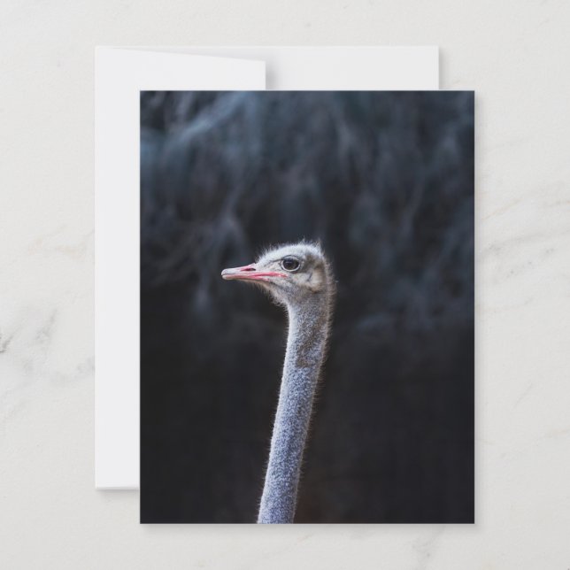 ostrich portrait  invitation (Front)