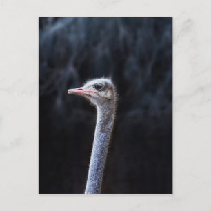 ostrich portrait    invitation postcard