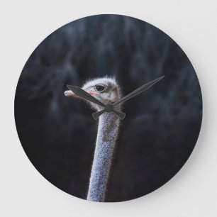 ostrich portrait large clock