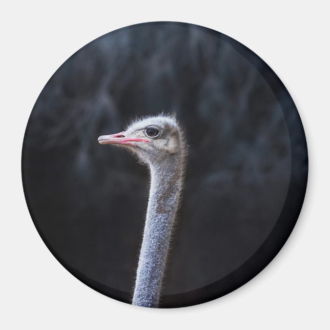 ostrich portrait   magnet (Front)