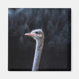 ostrich portrait    magnet