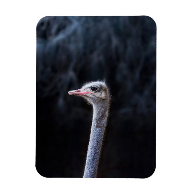 ostrich portrait    magnet (Vertical)