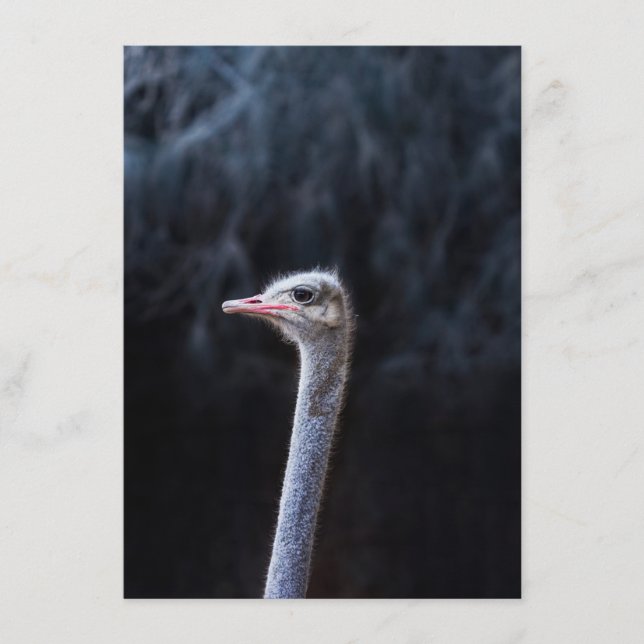 ostrich portrait     menu (Front)