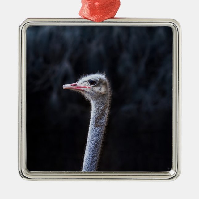 ostrich portrait    metal tree decoration (Front)