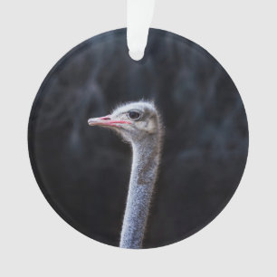 ostrich portrait    ornament