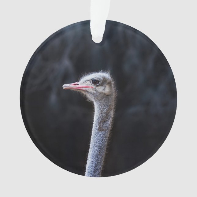 ostrich portrait    ornament (Front)