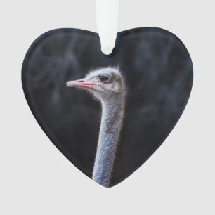 ostrich portrait ornament