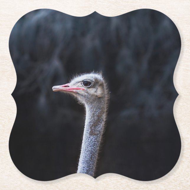 ostrich portrait     paper coaster (Front)