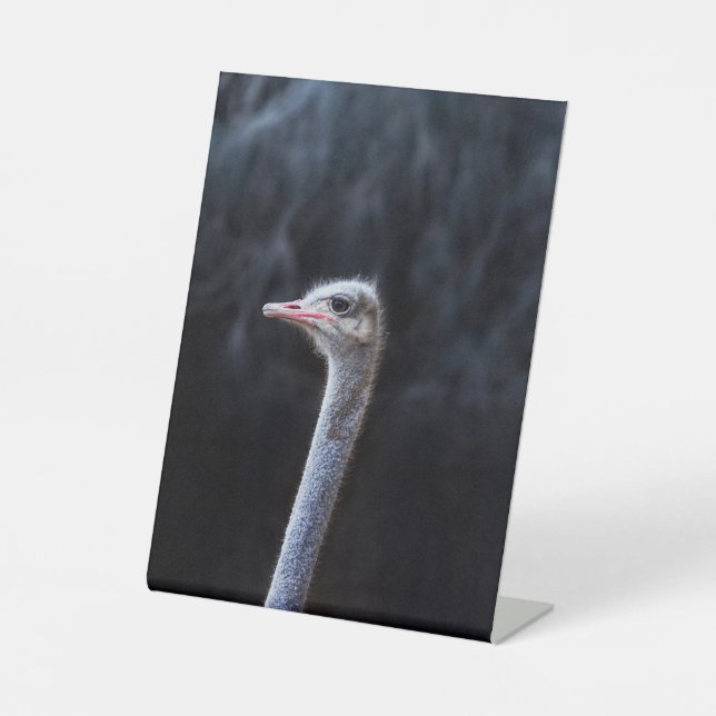 ostrich portrait    pedestal sign (Front)